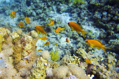 10 Day Cairo, Nile Cruise and Hurghada 10 Day Cairo, Nile Cruise and Hurghada